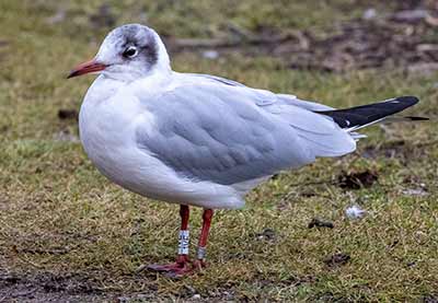 Black-headed Gull (Chroicocephalus ridibundus) [Christianshavns vold og voldgrav, Denmark]