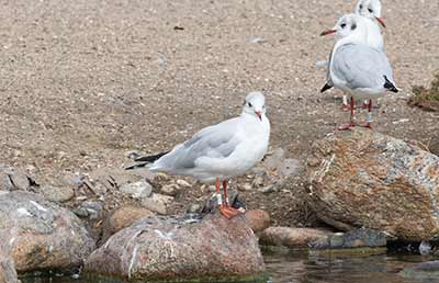 Black-headed Gull (Chroicocephalus ridibundus) [Christianshavns vold og voldgrav, Denmark]