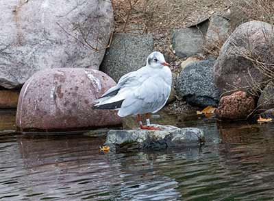 Black-headed Gull (Chroicocephalus ridibundus) [Christianshavns vold og voldgrav, Denmark]