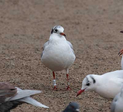 Black-headed Gull (Chroicocephalus ridibundus) [Søerne (København), Denmark]