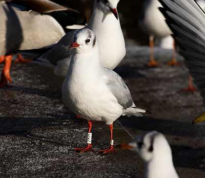 Black-headed Gull (Chroicocephalus ridibundus) [Søerne (København), Denmark]