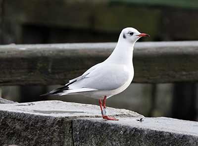 Black-headed Gull (Chroicocephalus ridibundus) [Dragør, Denmark]