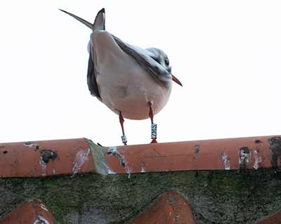 Black-headed Gull (Chroicocephalus ridibundus) [Dragør, Denmark]
