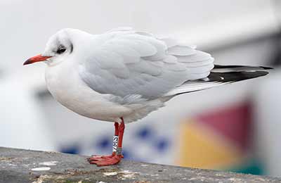 Black-headed Gull (Chroicocephalus ridibundus) [Dragør, Denmark]