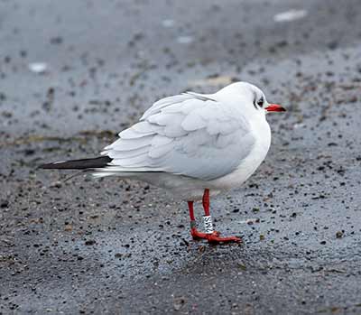 Black-headed Gull (Chroicocephalus ridibundus) [Dragør, Denmark]