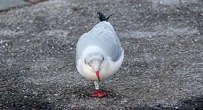 Black-headed Gull (Chroicocephalus ridibundus) [Dragør, Denmark]