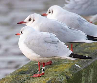Black-headed Gull (Chroicocephalus ridibundus) [Dragør, Denmark]