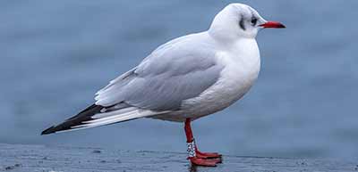 Black-headed Gull (Chroicocephalus ridibundus) [Dragør, Denmark]