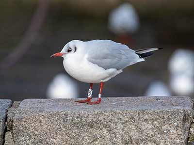 Black-headed Gull (Chroicocephalus ridibundus) [Dragør, Denmark]