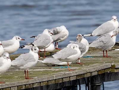 Black-headed Gull (Chroicocephalus ridibundus) [Dragør, Denmark]