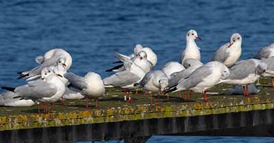 Black-headed Gull (Chroicocephalus ridibundus) [Dragør, Denmark]