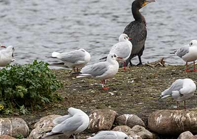 Black-headed Gull (Chroicocephalus ridibundus) [Søerne (København), Denmark]