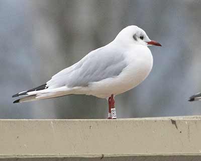 Black-headed Gull (Chroicocephalus ridibundus) [Søerne (København), Denmark]