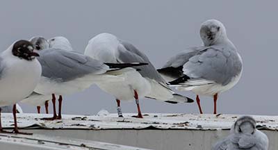 Black-headed Gull (Chroicocephalus ridibundus) [Søerne (København), Denmark]