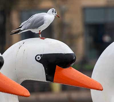 Black-headed Gull (Chroicocephalus ridibundus) [Søerne (København), Denmark]