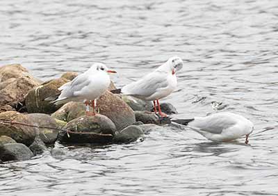 Black-headed Gull (Chroicocephalus ridibundus) [Søerne (København), Denmark]