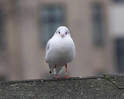Black-headed Gull (Chroicocephalus ridibundus) [Søerne (København), Denmark]