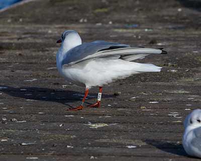 Black-headed Gull (Chroicocephalus ridibundus) [Søerne (København), Denmark]