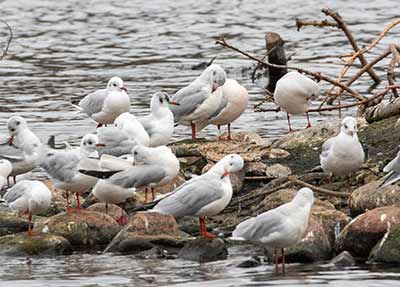 Black-headed Gull (Chroicocephalus ridibundus) [Søerne (København), Denmark]