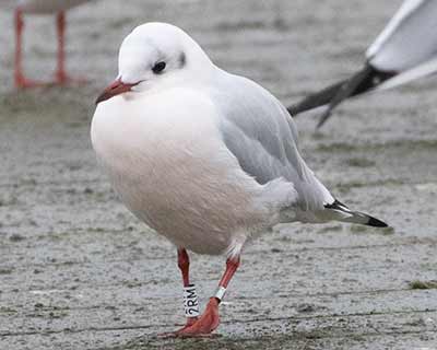 Black-headed Gull (Chroicocephalus ridibundus) [Søerne (København), Denmark]