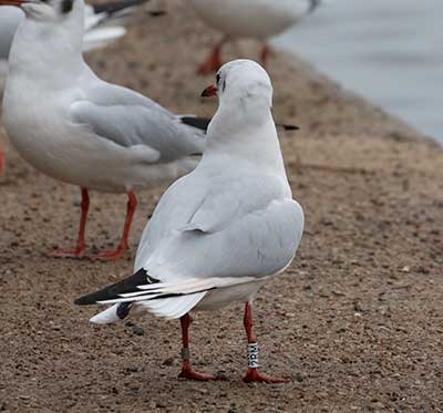Black-headed Gull (Chroicocephalus ridibundus) [Søerne (København), Denmark]
