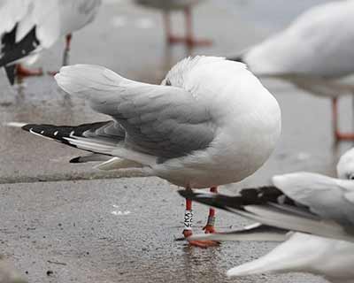 Black-headed Gull (Chroicocephalus ridibundus) [Søerne (København), Denmark]