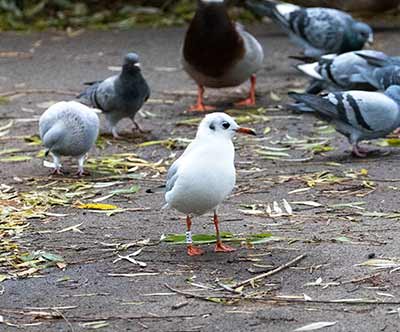 Black-headed Gull (Chroicocephalus ridibundus) [Søerne (København), Denmark]