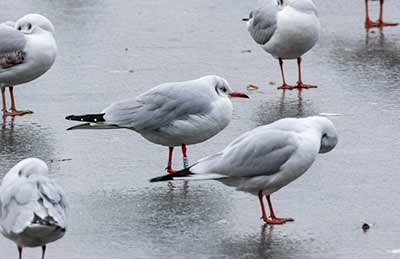 Black-headed Gull (Chroicocephalus ridibundus) [Søerne (København), Denmark]