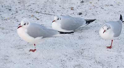 Black-headed Gull (Chroicocephalus ridibundus) [Christianshavns vold og voldgrav, Denmark]