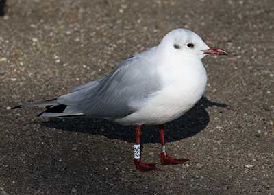 Black-headed Gull (Chroicocephalus ridibundus) [Christianshavns vold og voldgrav, Denmark]