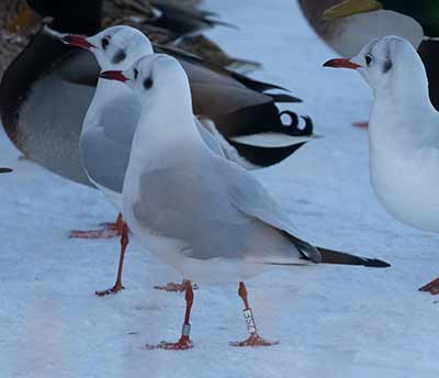 Black-headed Gull (Chroicocephalus ridibundus) [Christianshavns vold og voldgrav, Denmark]