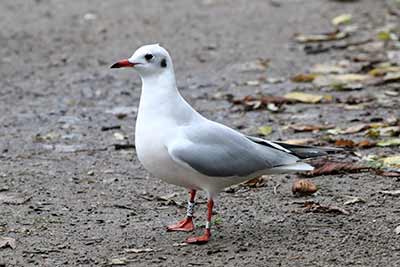 Black-headed Gull (Chroicocephalus ridibundus) [Christianshavns vold og voldgrav, Denmark]