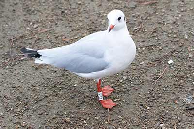 Black-headed Gull (Chroicocephalus ridibundus) [Christianshavns vold og voldgrav, Denmark]