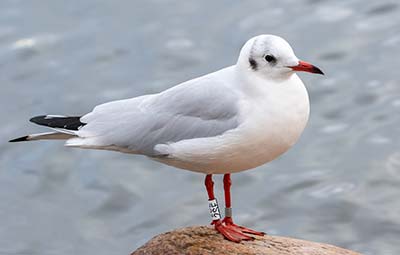 Black-headed Gull (Chroicocephalus ridibundus) [Christianshavns vold og voldgrav, Denmark]