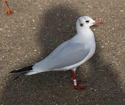 Black-headed Gull (Chroicocephalus ridibundus) [Christianshavns vold og voldgrav, Denmark]