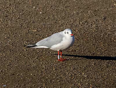 Black-headed Gull (Chroicocephalus ridibundus) [Christianshavns vold og voldgrav, Denmark]