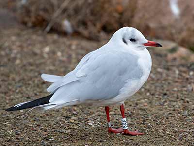 Black-headed Gull (Chroicocephalus ridibundus) [Christianshavns vold og voldgrav, Denmark]