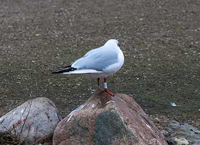 Black-headed Gull (Chroicocephalus ridibundus) [Christianshavns vold og voldgrav, Denmark]