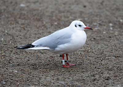 Black-headed Gull (Chroicocephalus ridibundus) [Christianshavns vold og voldgrav, Denmark]