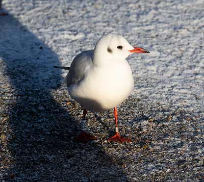 Black-headed Gull (Chroicocephalus ridibundus) [Christianshavns vold og voldgrav, Denmark]
