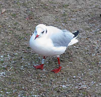 Black-headed Gull (Chroicocephalus ridibundus) [Christianshavns vold og voldgrav, Denmark]