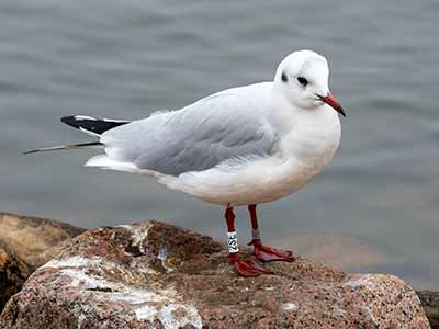 Black-headed Gull (Chroicocephalus ridibundus) [Christianshavns vold og voldgrav, Denmark]
