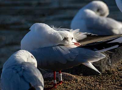 Black-headed Gull (Chroicocephalus ridibundus) [Christianshavns vold og voldgrav, Denmark]