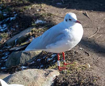 Black-headed Gull (Chroicocephalus ridibundus) [Christianshavns vold og voldgrav, Denmark]