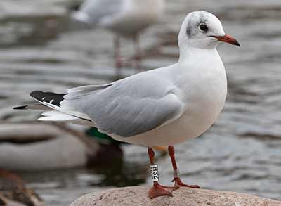Black-headed Gull (Chroicocephalus ridibundus) [Christianshavns vold og voldgrav, Denmark]