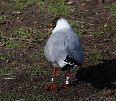 Black-headed Gull (Chroicocephalus ridibundus) [Christianshavns vold og voldgrav, Denmark]