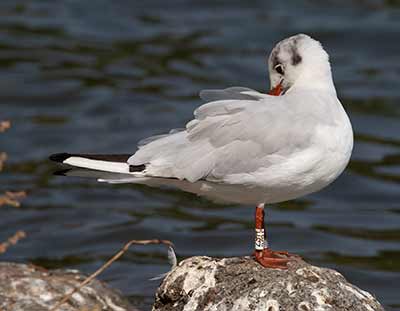 Black-headed Gull (Chroicocephalus ridibundus) [Christianshavns vold og voldgrav, Denmark]