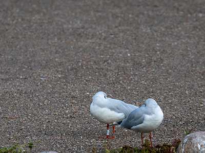 Black-headed Gull (Chroicocephalus ridibundus) [Christianshavns vold og voldgrav, Denmark]