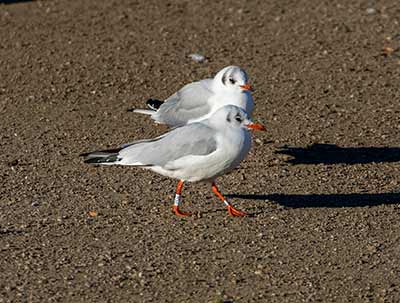 Black-headed Gull (Chroicocephalus ridibundus) [Christianshavns vold og voldgrav, Denmark]