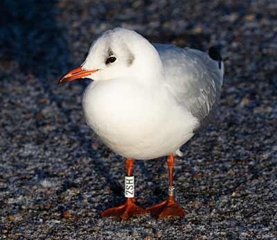 Black-headed Gull (Chroicocephalus ridibundus) [Christianshavns vold og voldgrav, Denmark]